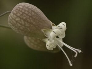 colleja significado - planta