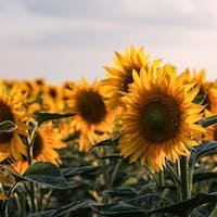 campo de girasoles