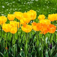 Flores amarillas - campo de tulipanes